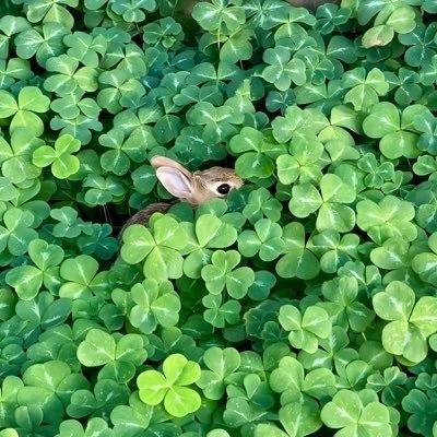 Profile photo of neko ≈💧🌸, Solana on-chain trader (wallet 7EQj…8jv2)