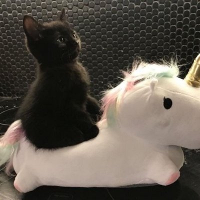 Profile photo of Ray, Solana on-chain trader (wallet HvNq…h16W)
